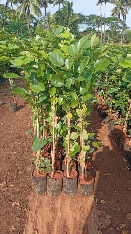 Teak Wood Plant Ficus Panda Supplier From Rajahmundry Andhra Pradesh