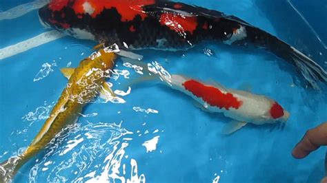 Tips How To Determine The Koi Fish S Gender And How To Hold A Big Koi