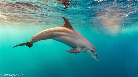 Underwater shots from Red Sea Part 2 - Dolphins | Mu-43