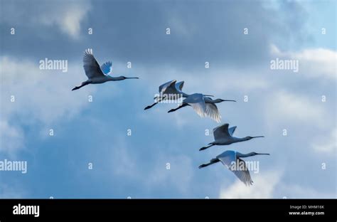 Flying wild birds Stock Photo - Alamy