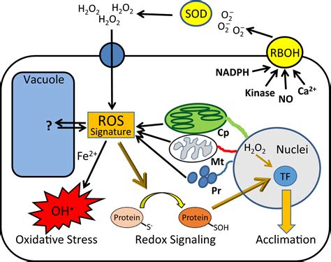 Frontiers Mechanisms Of Ros Regulation Of Plant Development Off