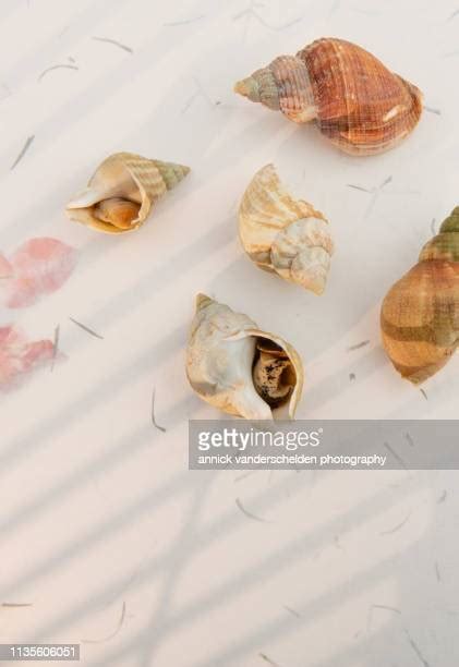 128 Common Whelk Stock Photos High Res Pictures And Images Getty Images