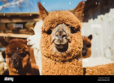 Cute Alpaca Baby In The Barn Close Up Looking At Camera Stock Photo Alamy