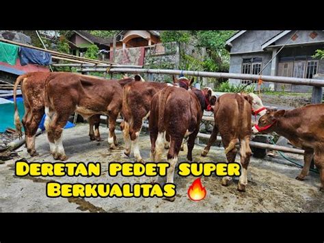 Ready Lagi Stok Baru Ekor Bibit Pedet Super Berkualitas Youtube