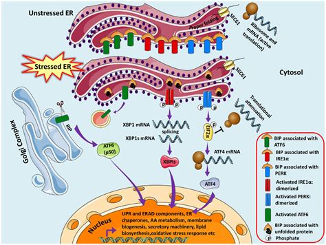 Protein Synthesis Er Golgi Idaman