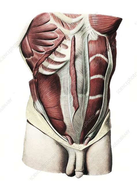 Abdominal Muscles Anatomy