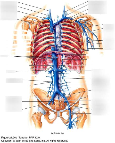 Abdominal Veins Diagram Quizlet