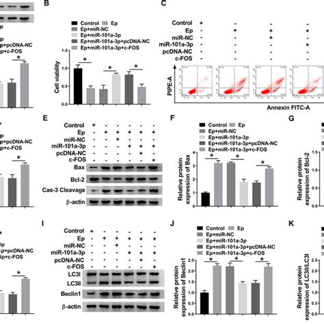 Mir 101a 3p Enhanced Cell Viability And Suppressed Apoptosis And