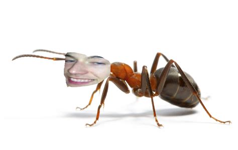 insect gang eat everything : r/sadboys