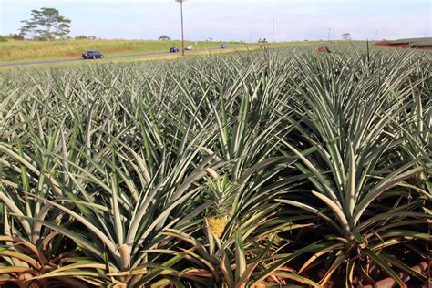 Pineapple Field Stock Photos, Images and Backgrounds for Free Download