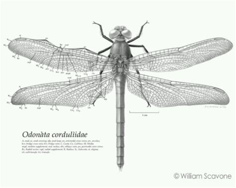 Dragonfly Scientific Drawing At Explore Collection Of Dragonfly Scientific