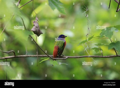 Painted Bunting Male Florida Usa Stock Photo Alamy