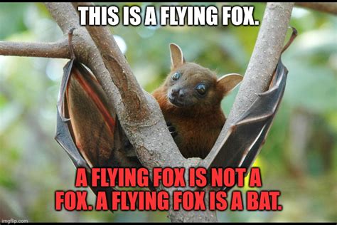 Important Bat Facts Imgflip