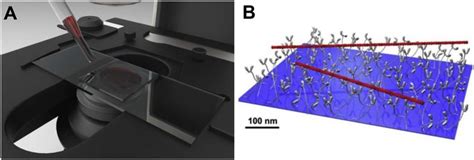 The In Vitro Motility Assay A Schematic Representation Of In Vitro