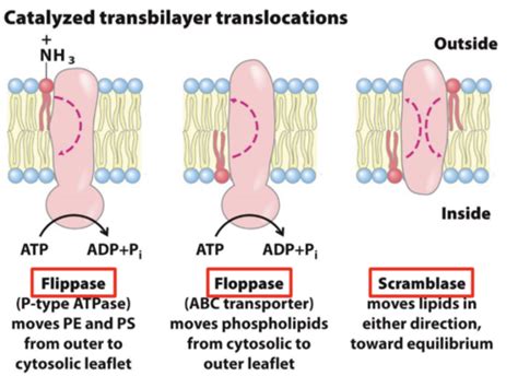 Biological Membranes And Transport Flashcards Quizlet