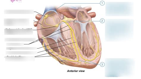 Conduction System Diagram Quizlet