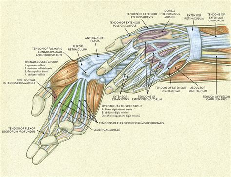 diagram  arm tendons  francis snyder blog