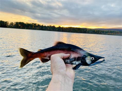 Kokanee salmon : r/Fishing