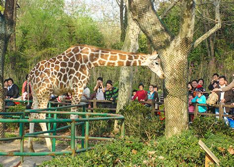 Shanghai Zoo: Giant Pandas, Golden Monkeys