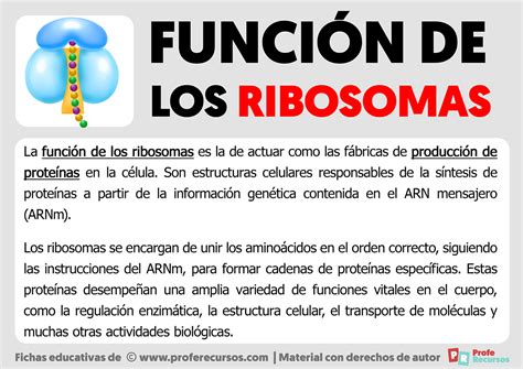 Función de los Ribosomas