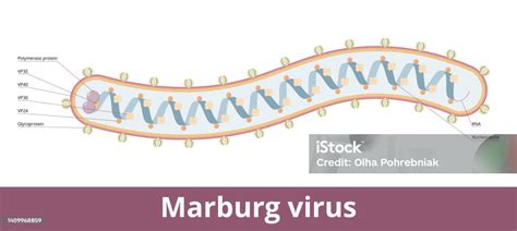 Ilustración De Virus De Marburgo Y Más Vectores Libres De Derechos De