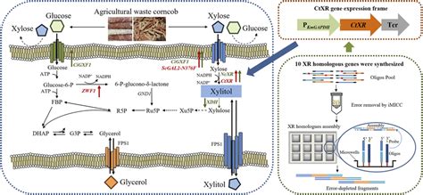 The Glucose Xylose Co Fermentation Ability Was Improved By