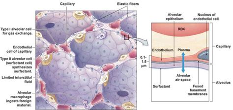 Anatomy Of Alveoli Flashcards Quizlet