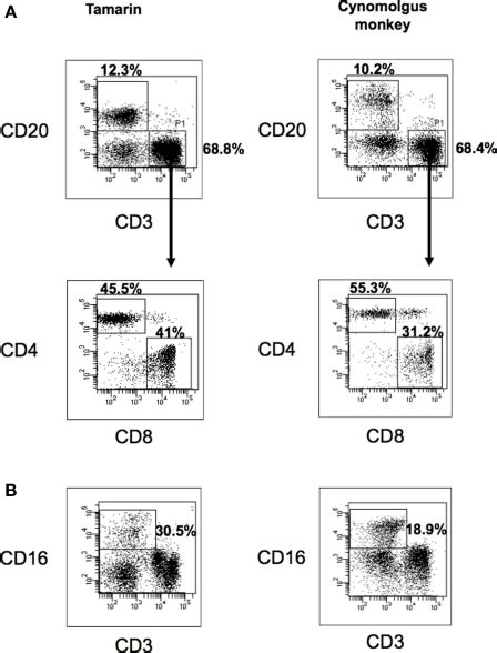 Flow Cytometric Analysis Of Cd Cd Cd Cd And Cd Expression On