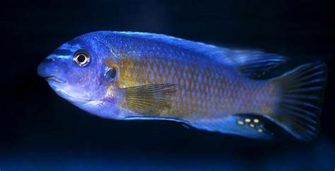 Labeotropheus Fuelleborni Fuelleborns Cichlid — Seriously Fish