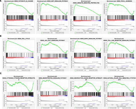 Frontiers Ncapg Is A Novel Prognostic Biomarker And Promotes Cancer