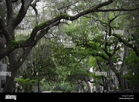 Trees covered in Spanish moss in Savannah GA Stock Photo - Alamy