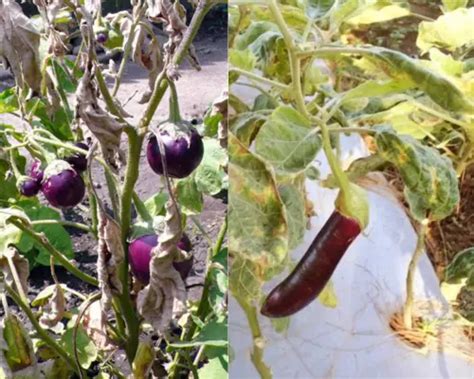 Fusarium Wilt In Eggplant And Its Treatments Novobac