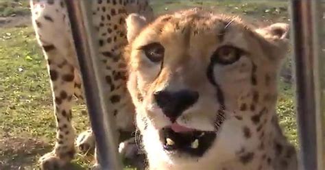 This Cheetahs Meow Will Absolutely Melt Your Heart - Feels Video | eBaum's World