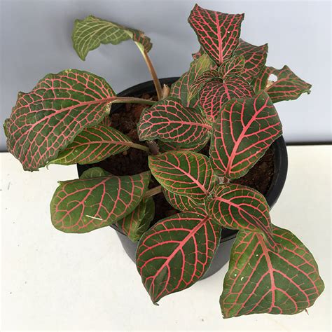 Fittonia Nerve Pink Nerveplant Web Plant Amulya Farms Nursery