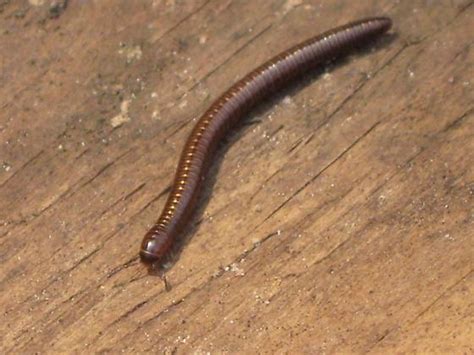 Millipede Bugguidenet