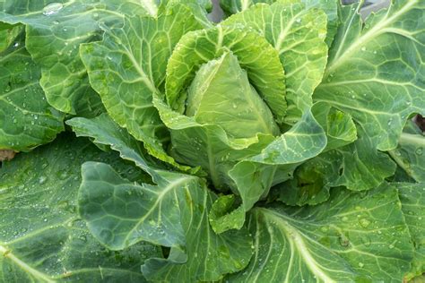 Spitskool Plant Brassica Oleracea Capitata Alba Conica