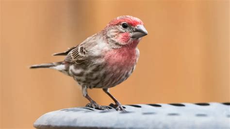 How To Attract Finches To Your Yard BestBirdGuide