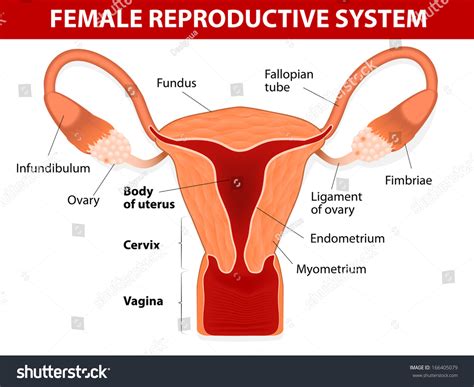 Human Anatomy Female Reproductive System Uterus Stock Vector Royalty