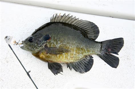 Top 5 Types Of Panfish You Can Fish For Finns Fishing Tips