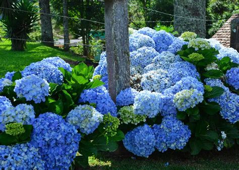 Blue Hydrangea Flower