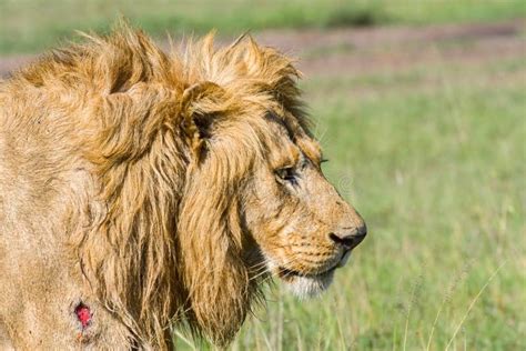 Portrait Of Wounded Lion Stock Photo Image Of Fauna 85547326