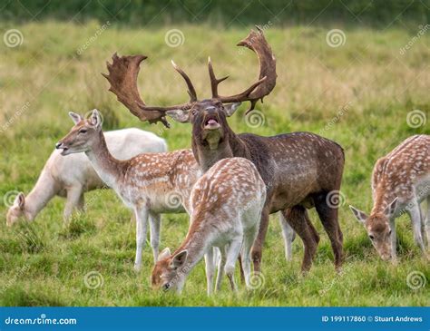 Fallow Deer Buck Dama Dama With His Harem Stock Photo Image Of