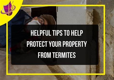 Helpful Tips To Help Protect Your Property From Termites Zip Pest Solutions