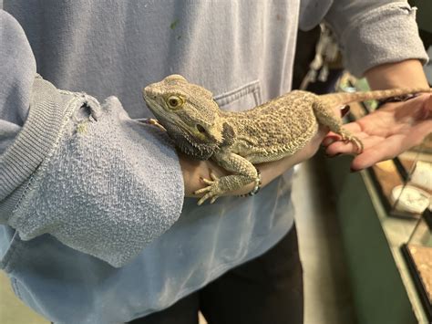 Adopted Pogona Vitticeps Bearded Dragon Spike Year