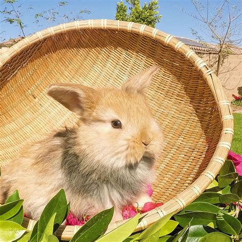 Harlequin Holland Lop Animals And Pets Holland Lop Cute Animals