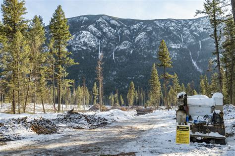 What’s next for old-growth forests in B.C.? | The Narwhal