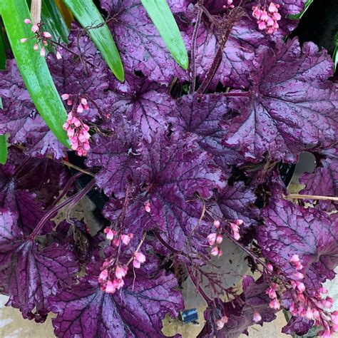 Timeless Palace Purple Heuchera With Flowers Perennial Live Etsy