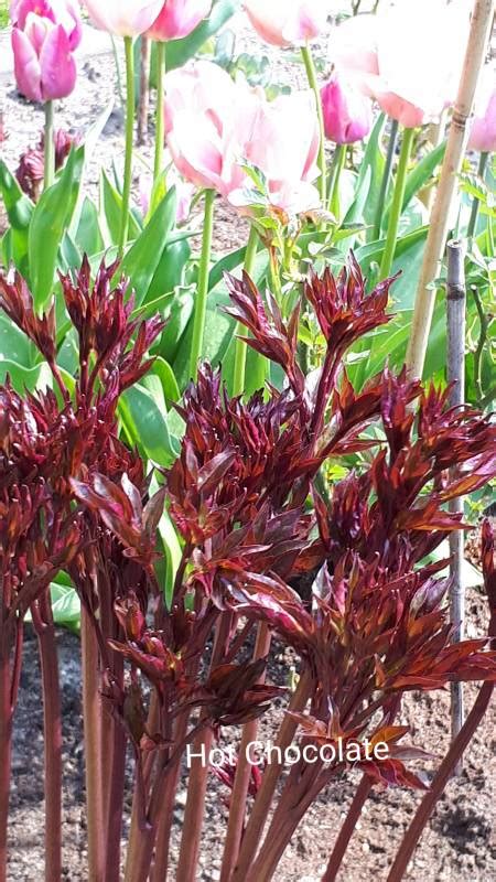 Zielono Zakręceni Piwonia chińska Paeonia lactiflora Hot Chocolate
