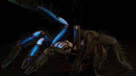 Electric blue tarantula species discovered by scientists in Thailand