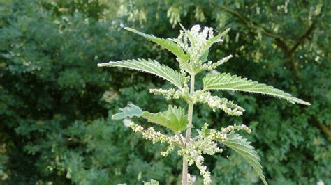 Flora Van Nederland Grote Brandnetel Urtica Dioica